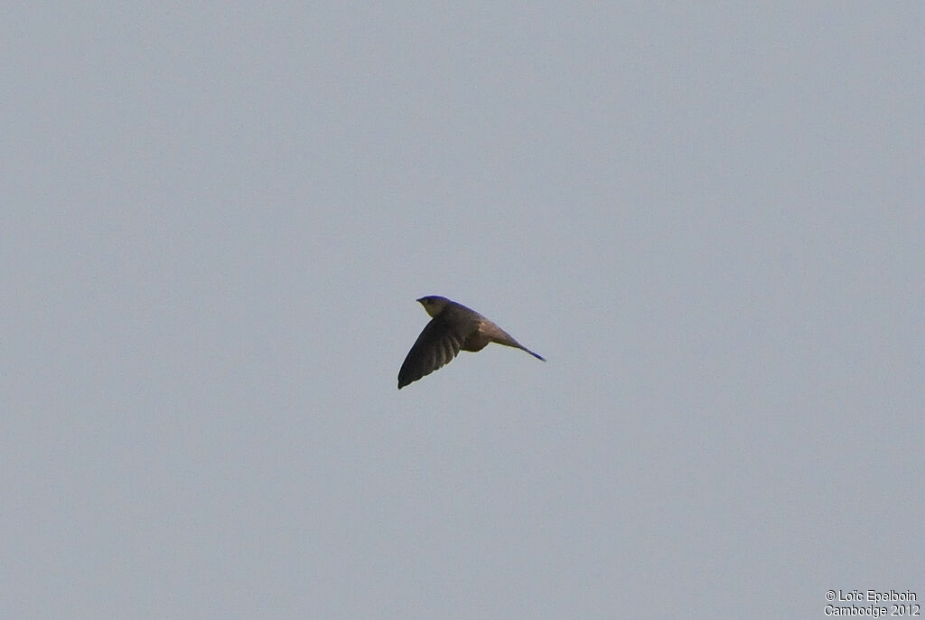 Asian Palm Swift