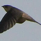 Martinet batassia