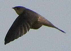 Asian Palm Swift