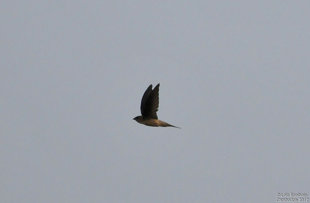 Asian Palm Swift