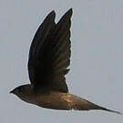 Martinet batassia