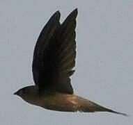 Asian Palm Swift