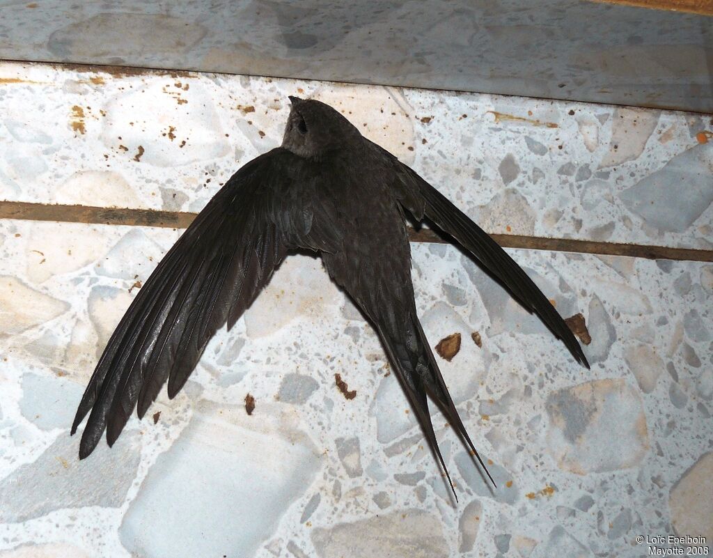 Malagasy Palm Swift