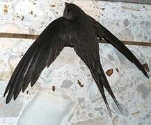 Malagasy Palm Swift