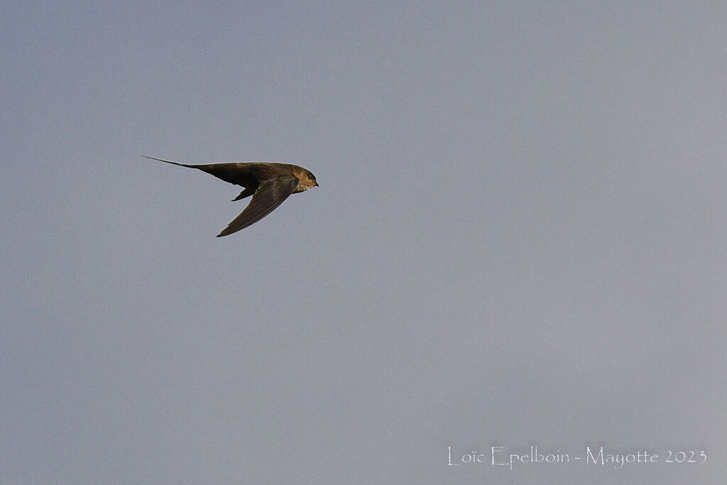 African Palm Swift