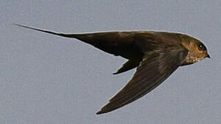 African Palm Swift