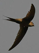 African Palm Swift