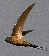 African Palm Swift