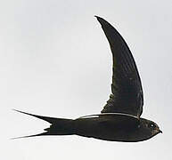 African Palm Swift