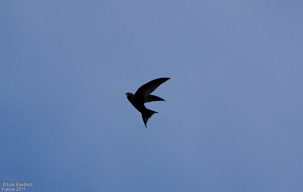 Common Swift