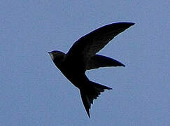 Common Swift