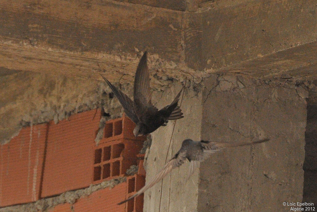 Common Swift