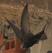 Common Swift