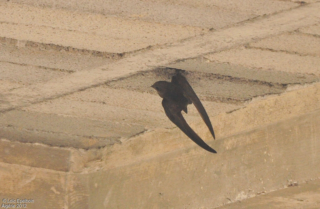 Common Swift