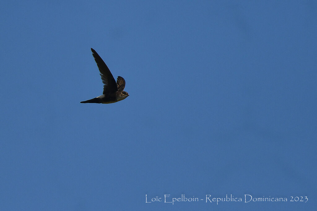 Antillean Palm Swift