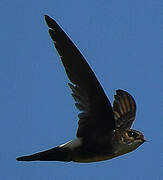 Antillean Palm Swift