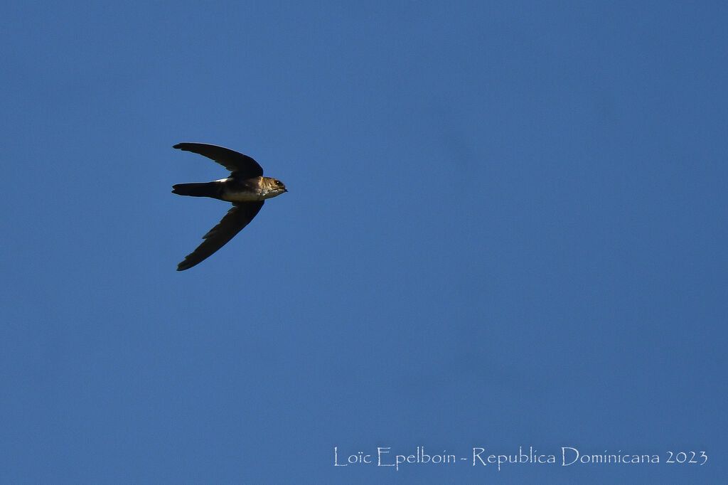 Antillean Palm Swift