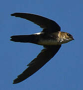 Antillean Palm Swift