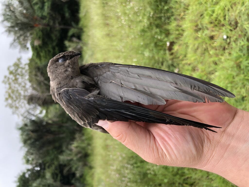 Band-rumped Swift