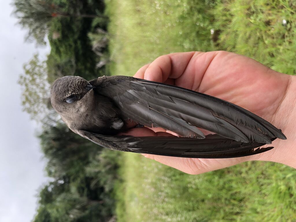 Band-rumped Swift