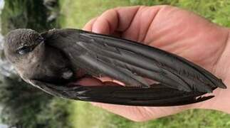 Band-rumped Swift