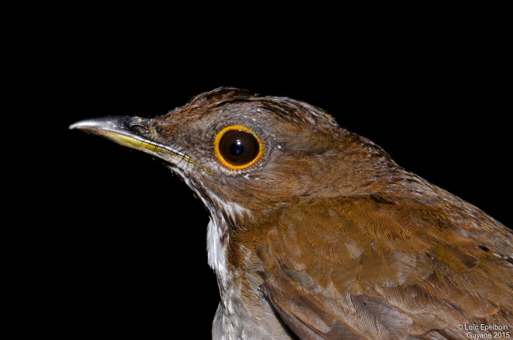 White-necked Thrush