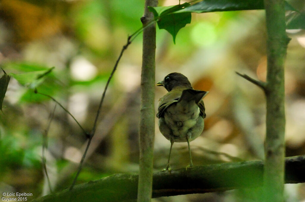 White-necked Thrush