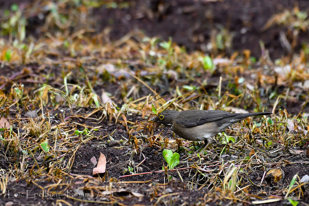 White-throated Thrush
