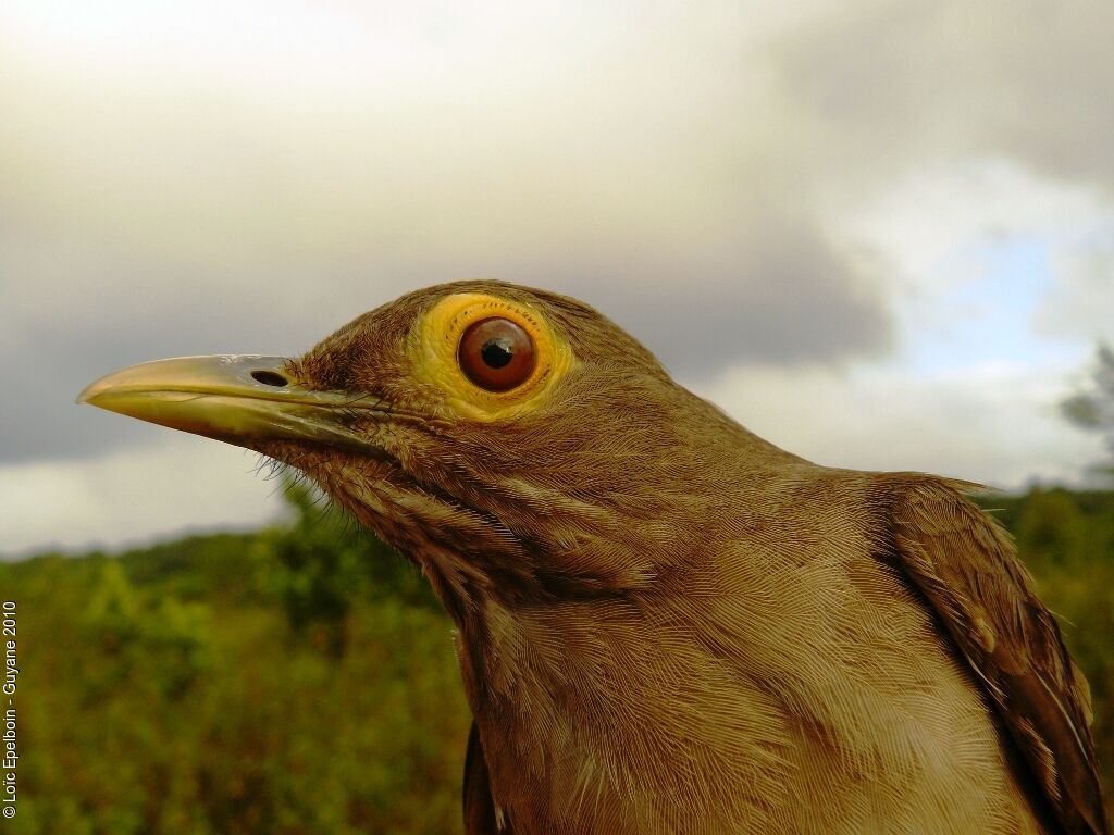 Spectacled Thrush