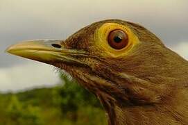 Spectacled Thrush