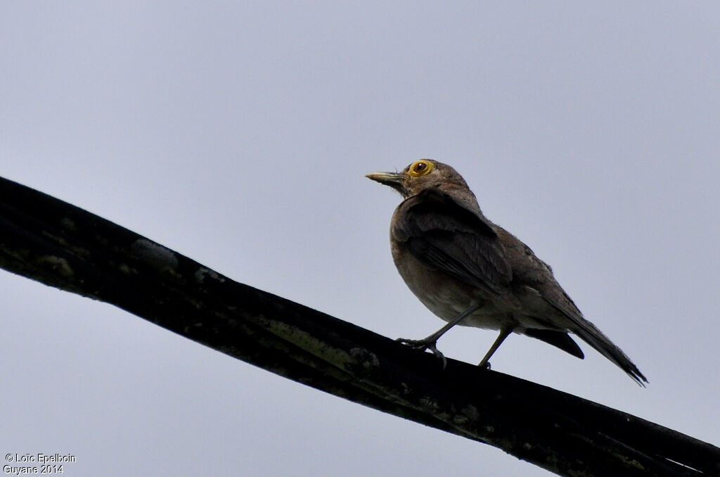 Spectacled Thrush