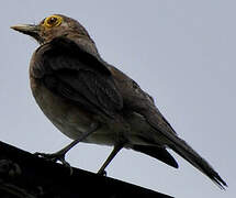 Spectacled Thrush