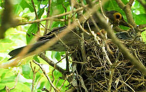 Spectacled Thrush