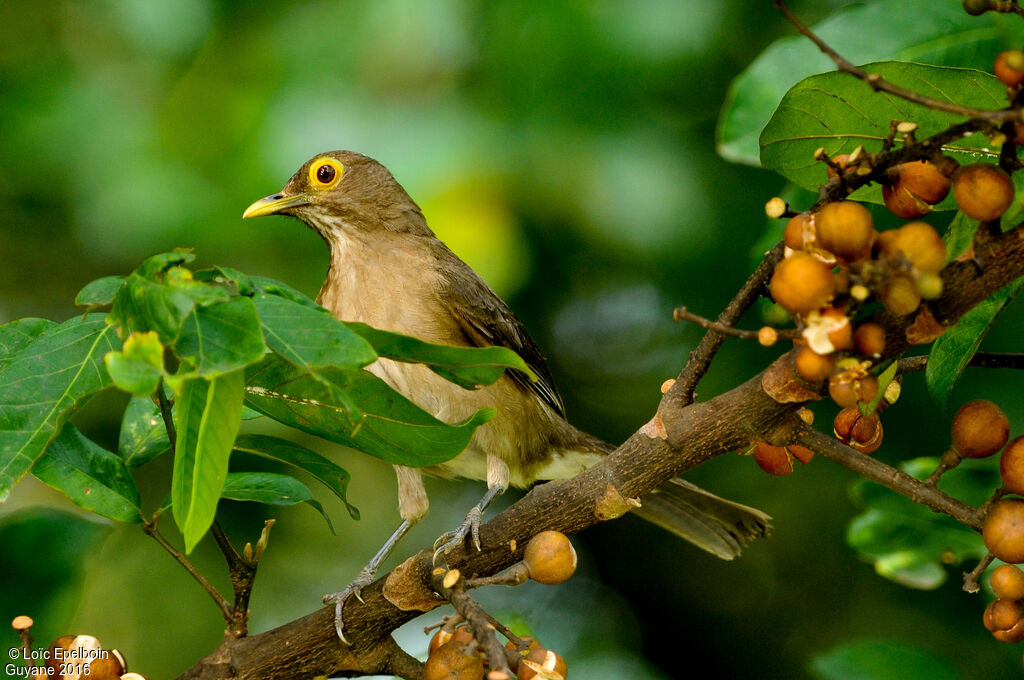 Spectacled Thrush