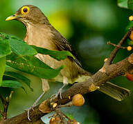 Spectacled Thrush