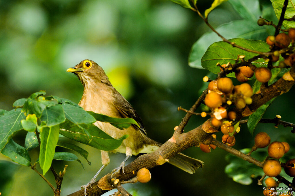 Spectacled Thrush