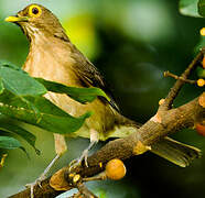 Spectacled Thrush