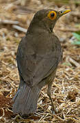 Spectacled Thrush