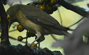 Spectacled Thrush