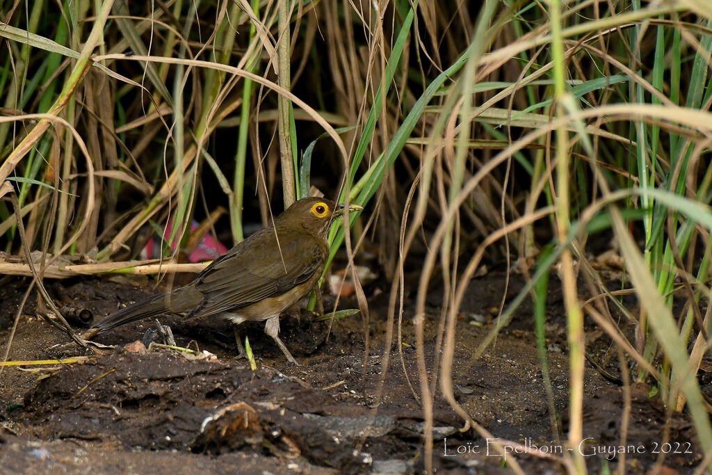 Spectacled Thrush