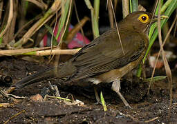 Spectacled Thrush