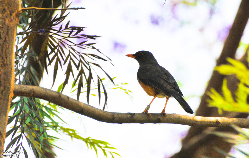 Abyssinian Thrush