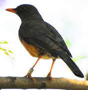 Abyssinian Thrush