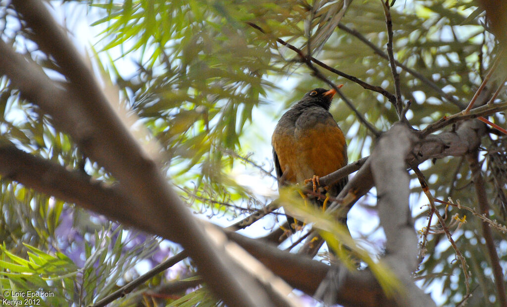 Abyssinian Thrush