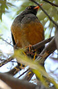 Abyssinian Thrush