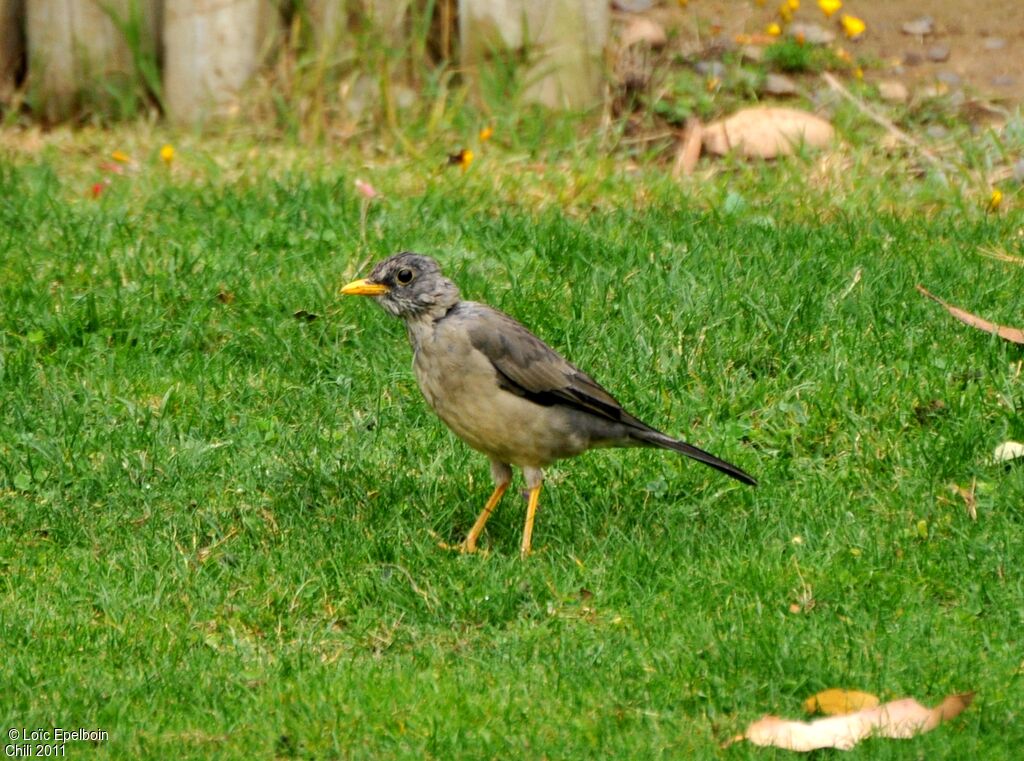 Austral Thrush