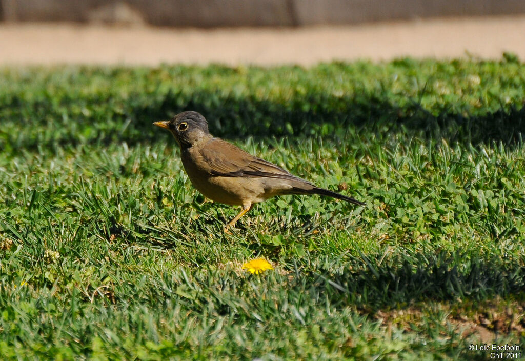 Austral Thrush