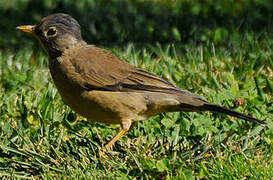 Austral Thrush