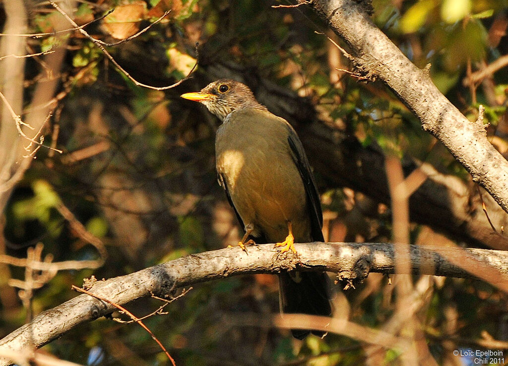 Austral Thrush