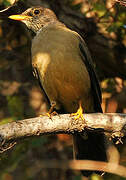 Austral Thrush